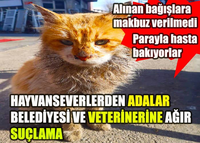 Adalar'daki hayvanseverlerden belediye ve veterinerine suçlama!