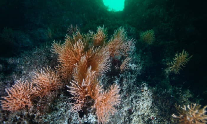 Yassıada ve Sivriada'dan sökülen mercanlar hayata tutundu