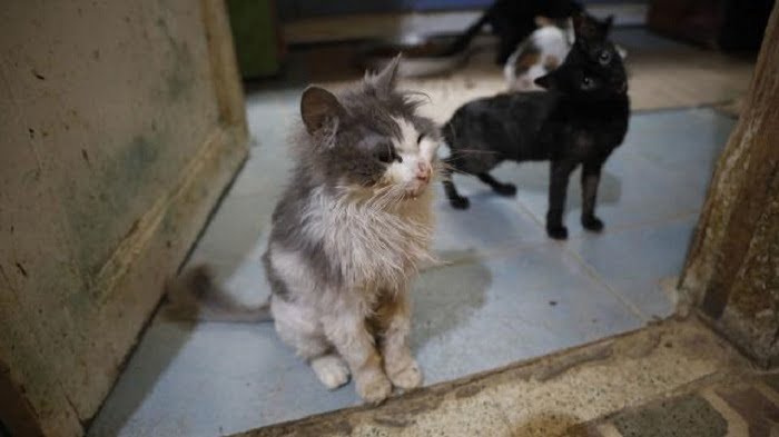 Büyükada'da kedilerde salgın 4 ayda 700 kedi öldü